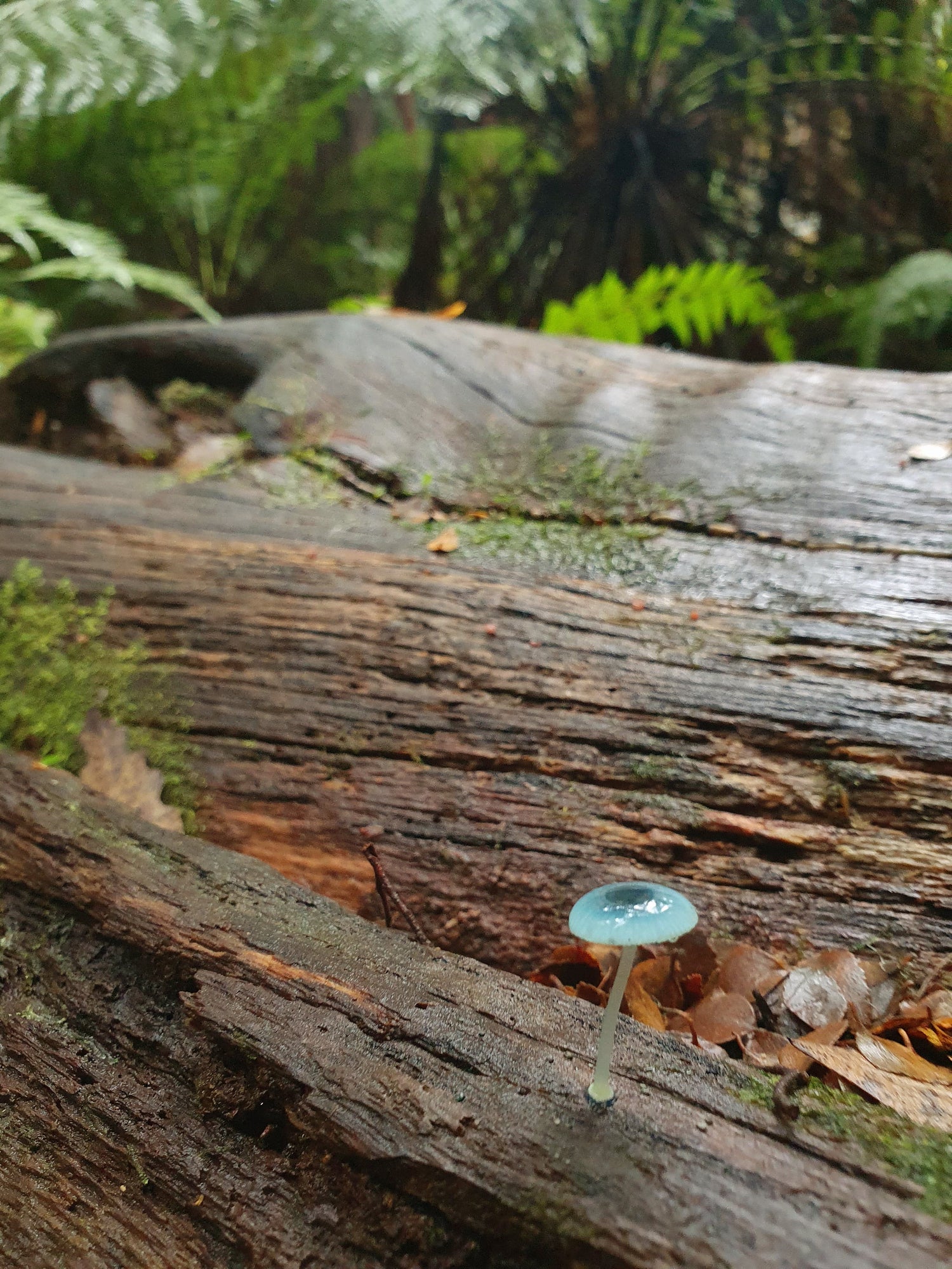 Woodsong Series